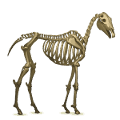 pegasus pony skeleton