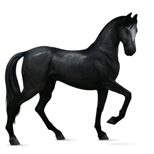riding horse knabstrupper black leopard 