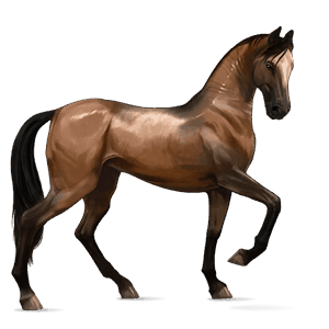 riding horse akhal-teke liver chestnut