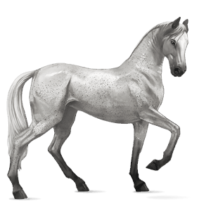 riding horse hanoverian light grey