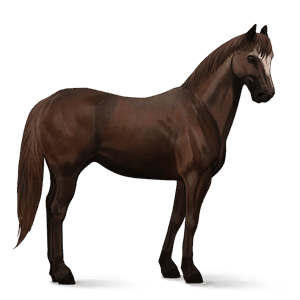 riding horse friesian black