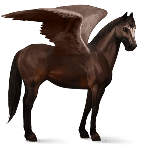 riding pegasus argentinean criollo dark bay