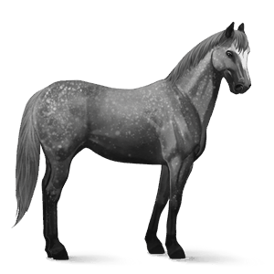 riding horse quarter horse dapple grey