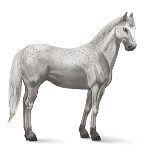 riding horse hanoverian light grey