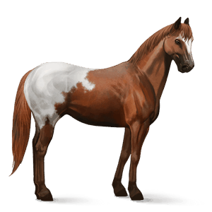 riding horse appaloosa chestnut spotted blanket 