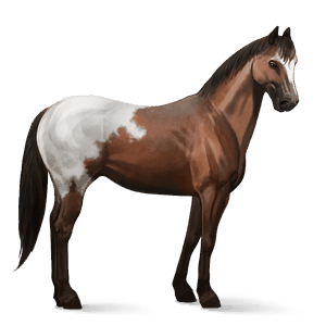 riding horse thoroughbred cherry bay