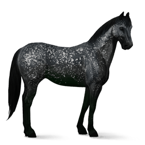 riding horse appaloosa black snowflake 