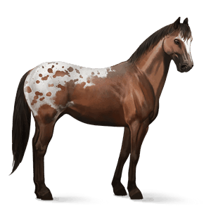 riding horse thoroughbred dark bay