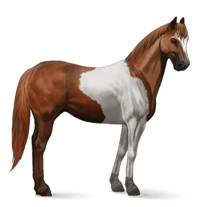 riding horse chestnut