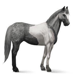 riding horse akhal-teke dapple grey