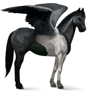 riding pegasus argentinean criollo black tobiano