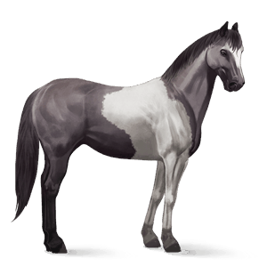 riding horse paint horse mouse grey tobiano