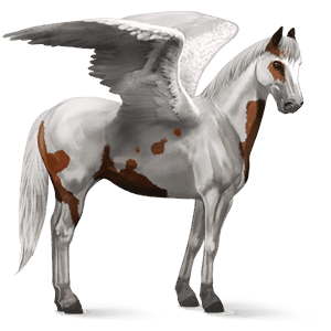 riding pegasus bay tovero 
