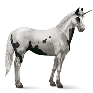 riding unicorn paint horse black tovero