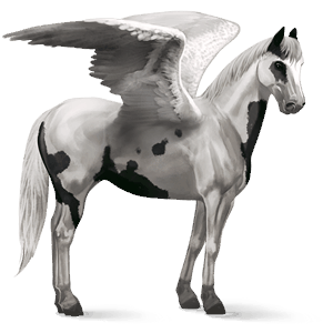 riding pegasus appaloosa dun blanket 