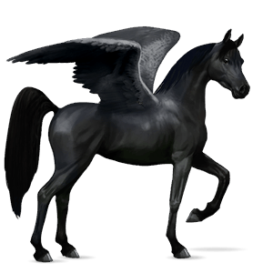 riding pegasus arabian horse liver chestnut