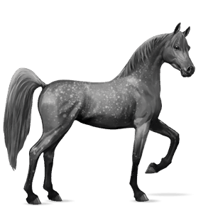 riding horse friesian black