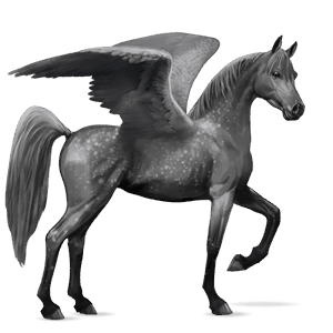 riding pegasus arabian horse dun