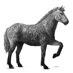 riding horse curly dapple grey tobiano