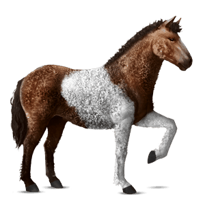 riding horse curly liver chestnut tobiano