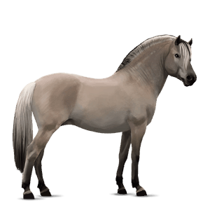 pony dark bay