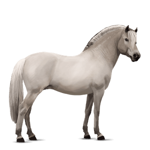 pony light grey