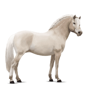 pony fjord ulsblakk