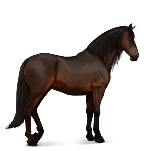 riding horse akhal-teke dark bay