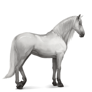 riding horse purebred spanish horse light grey