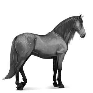 riding horse purebred spanish horse dapple grey