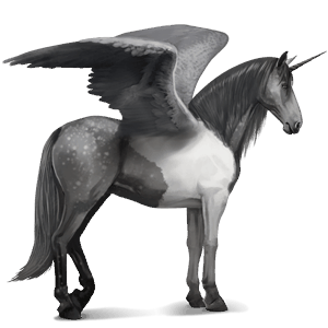 winged riding unicorn canadian horse black