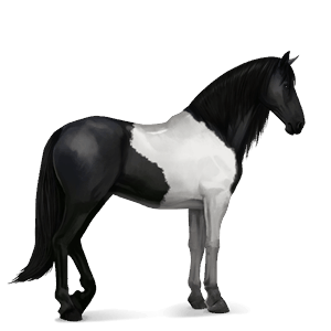 riding horse paint horse dark bay tobiano