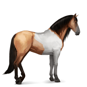 riding horse paint horse dun tobiano
