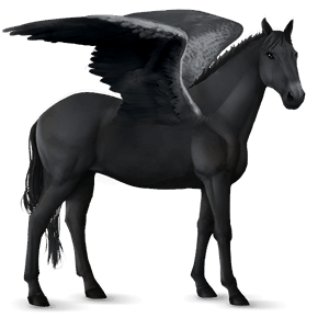 riding pegasus knabstrupper black blanket 