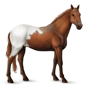 riding horse vanner chestnut tobiano