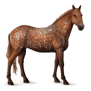 riding horse canadian horse flaxen liver chestnut 