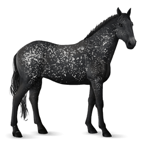 riding horse knabstrupper black leopard 