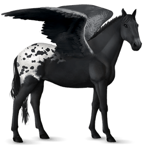 riding pegasus paint horse black tobiano