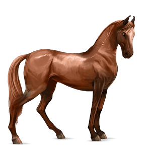 riding horse marwari dark bay