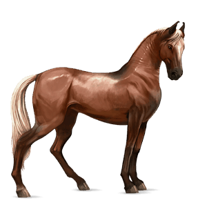 riding horse akhal-teke flaxen chestnut 