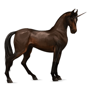 riding unicorn marwari dark bay