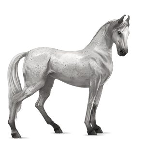 riding horse knabstrupper black leopard 