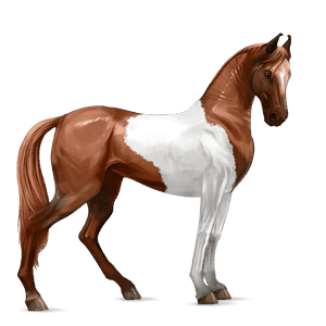 riding horse thoroughbred black