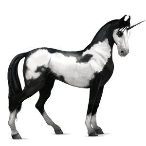 riding unicorn marwari black overo