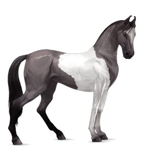 riding horse friesian black