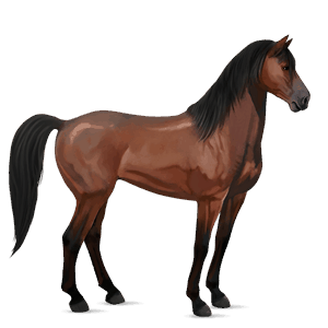 riding horse mustang dark bay
