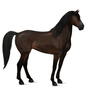 riding horse quarter horse dark bay