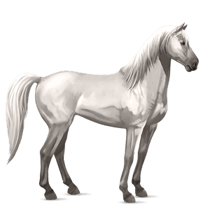riding horse hanoverian light grey