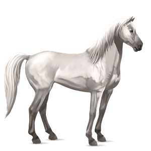 riding horse purebred spanish horse light grey