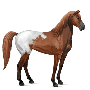 riding horse irish hunter light grey